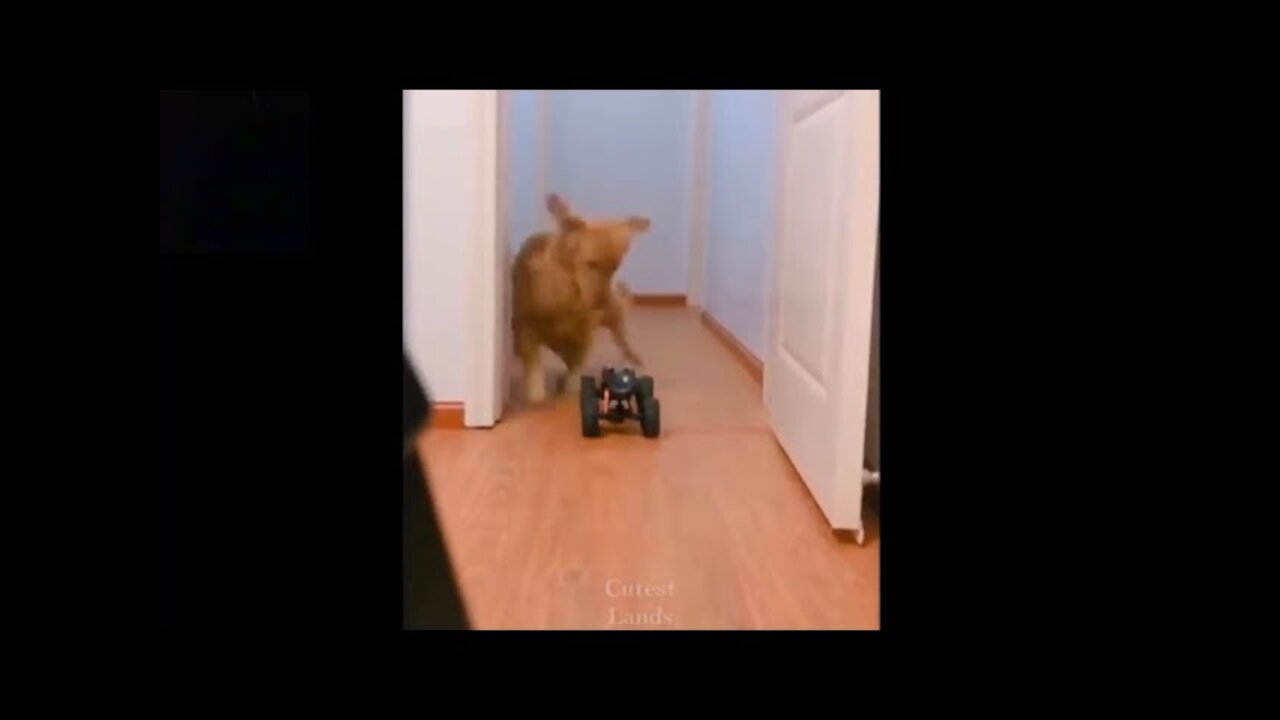 Funny Dog and Pet Video | You Can't Stop Laughing Watching This Video