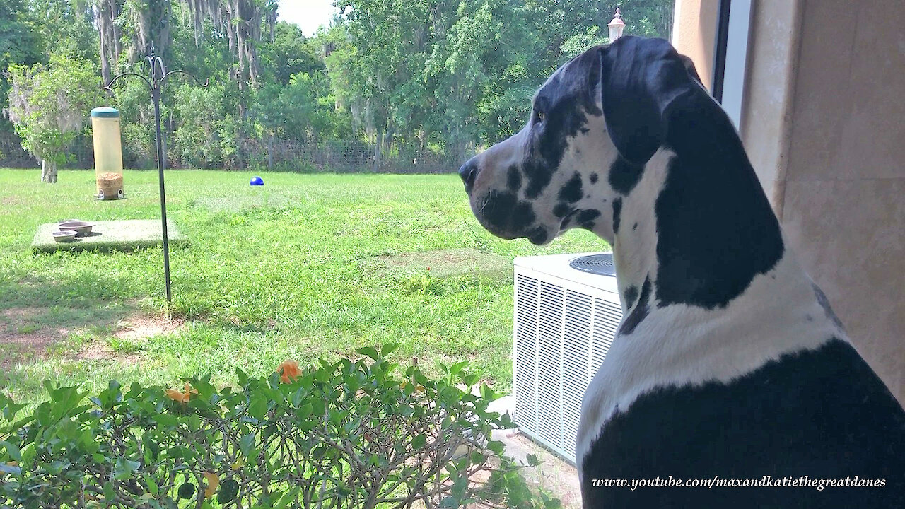 Great Dane Gets Really Excited When He Sees A Squirrel