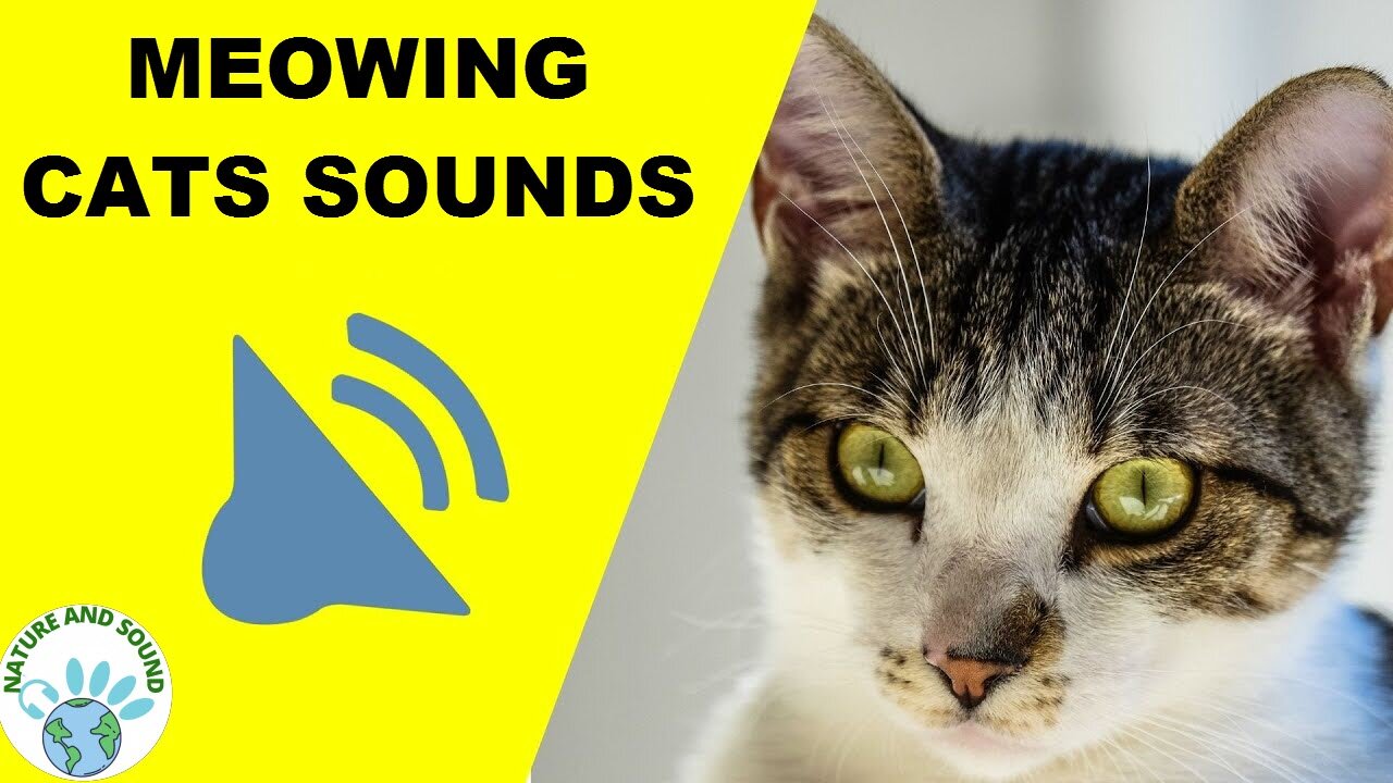 Meowing Cat Sound