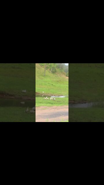 Geese and goslings by the creek