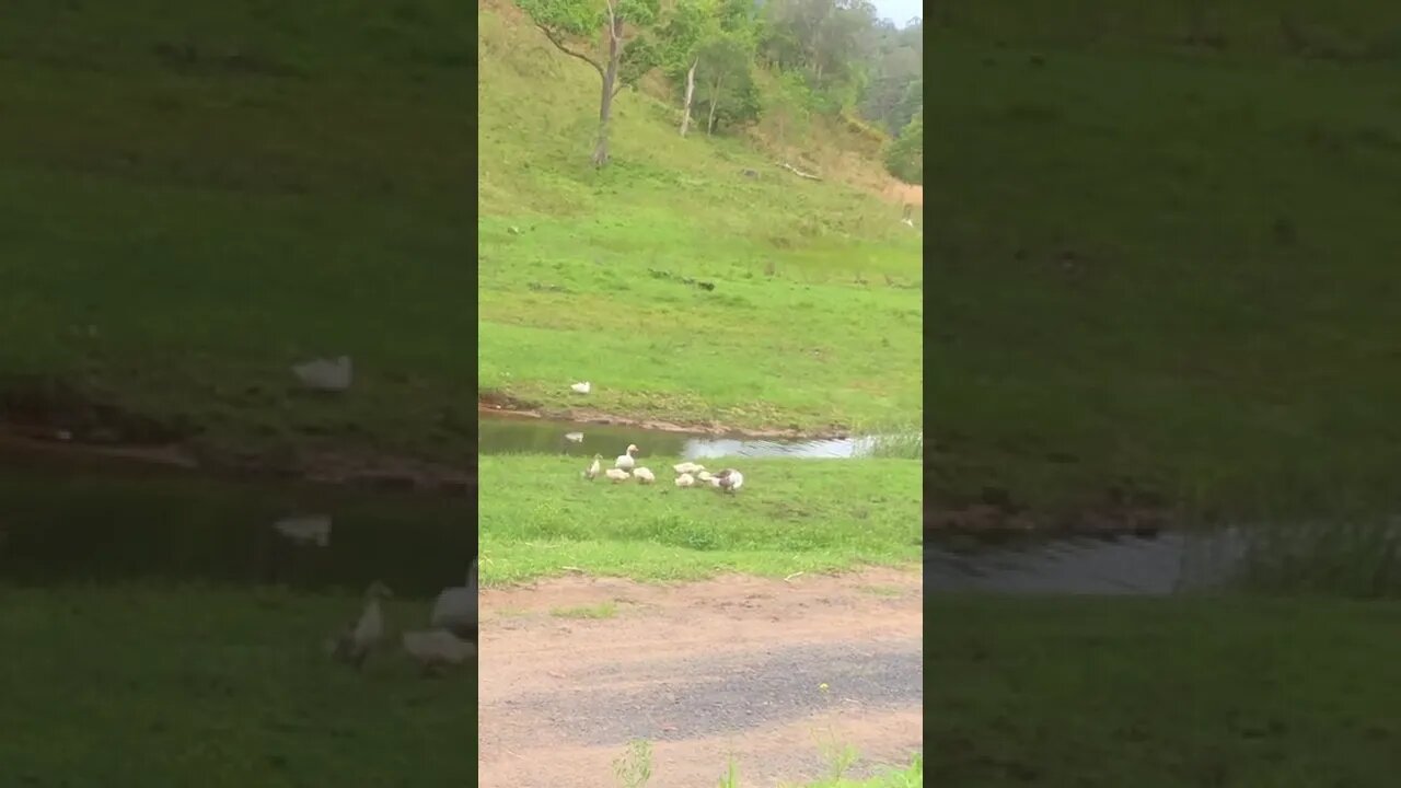 Geese and goslings by the creek