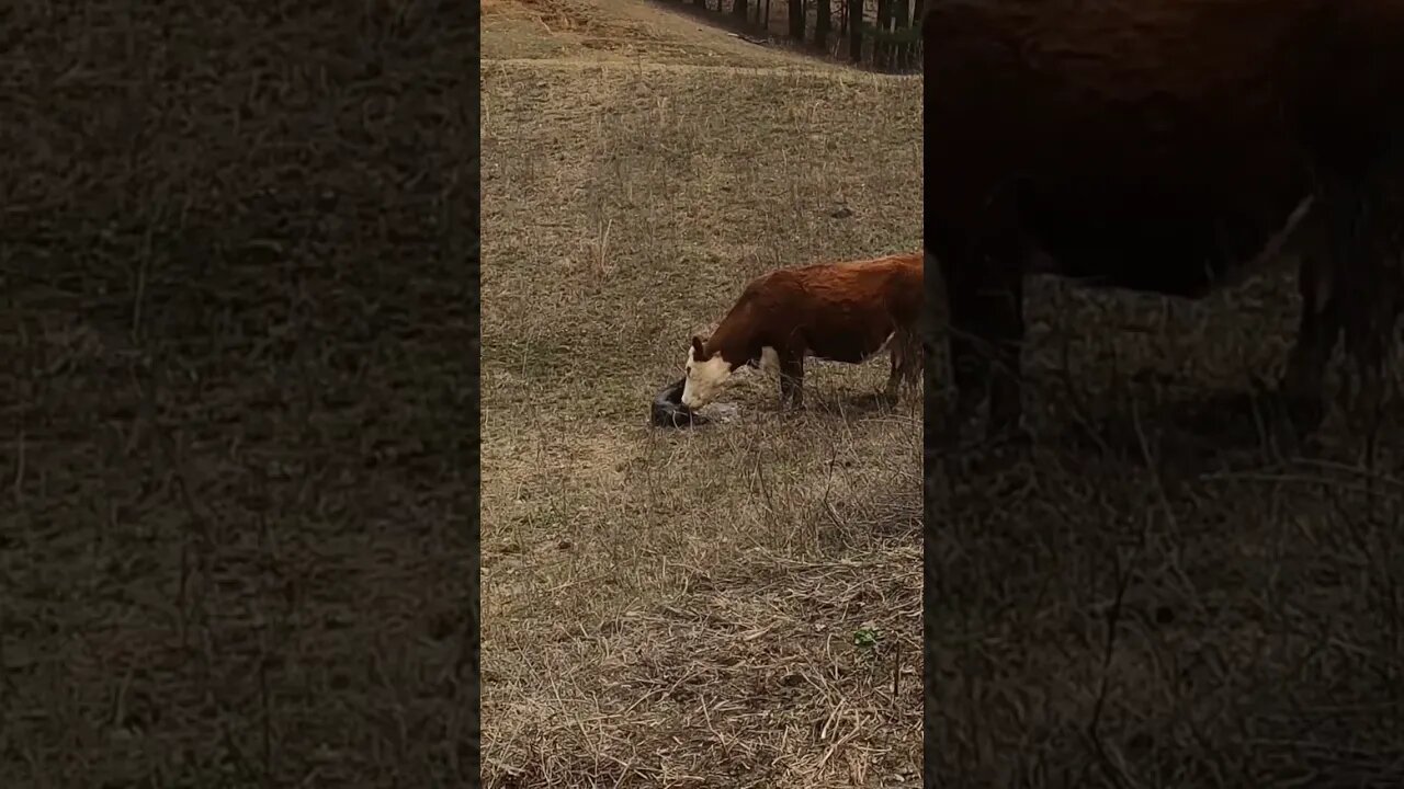 Day 11 of 30 days of #calving . #cattle #cow #calf #farm #farmlife #ranch #ranchlife