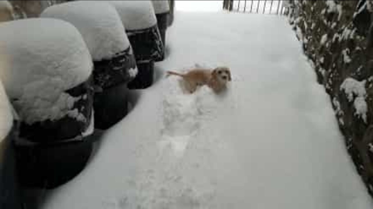 Adorabile cagnolina si diverte nella neve