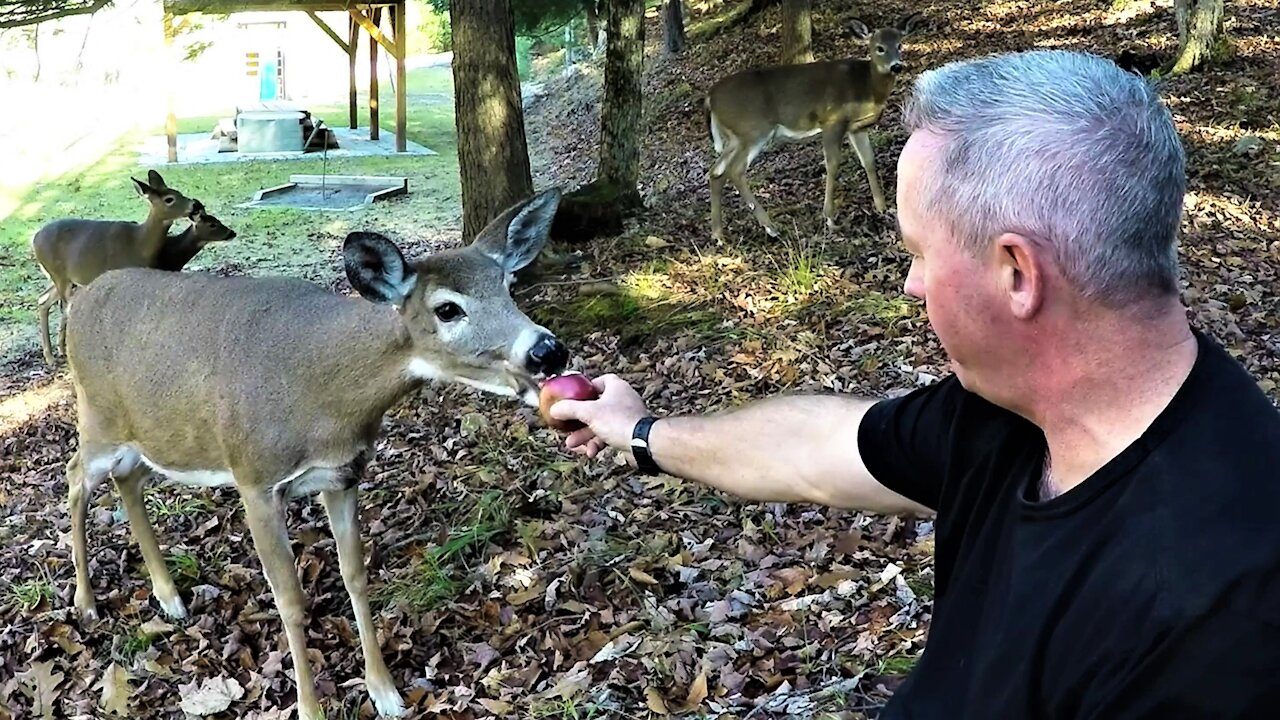 Wild deer come out of the forest to share apples with this man