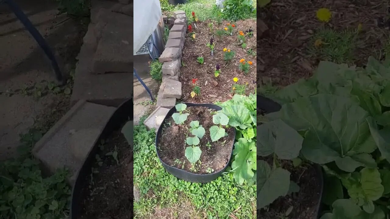 I do all my gardening in Pots.