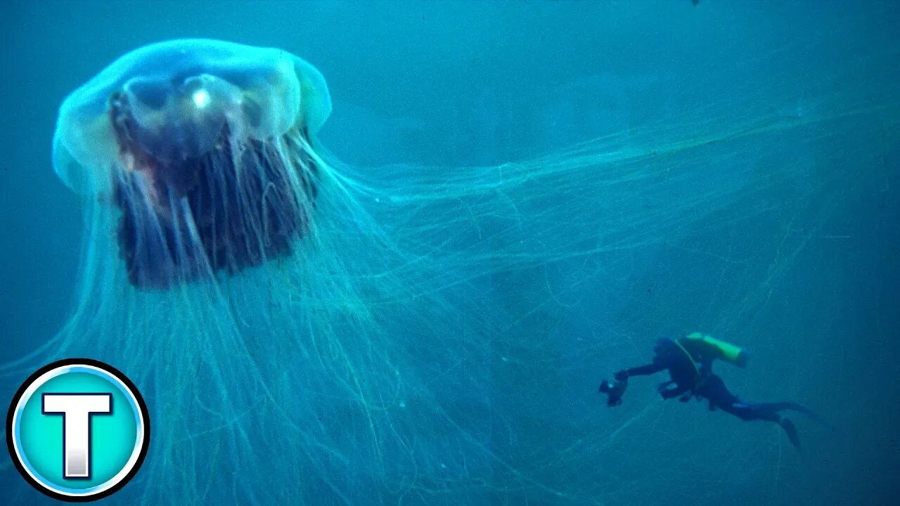 Lion's Mane Jellyfish | World's Weirdest Animals