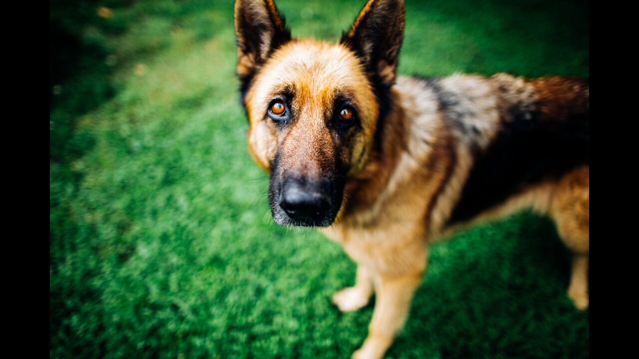 Dog Training German Shepherd