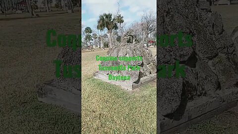 #tuscawillapark #coquina