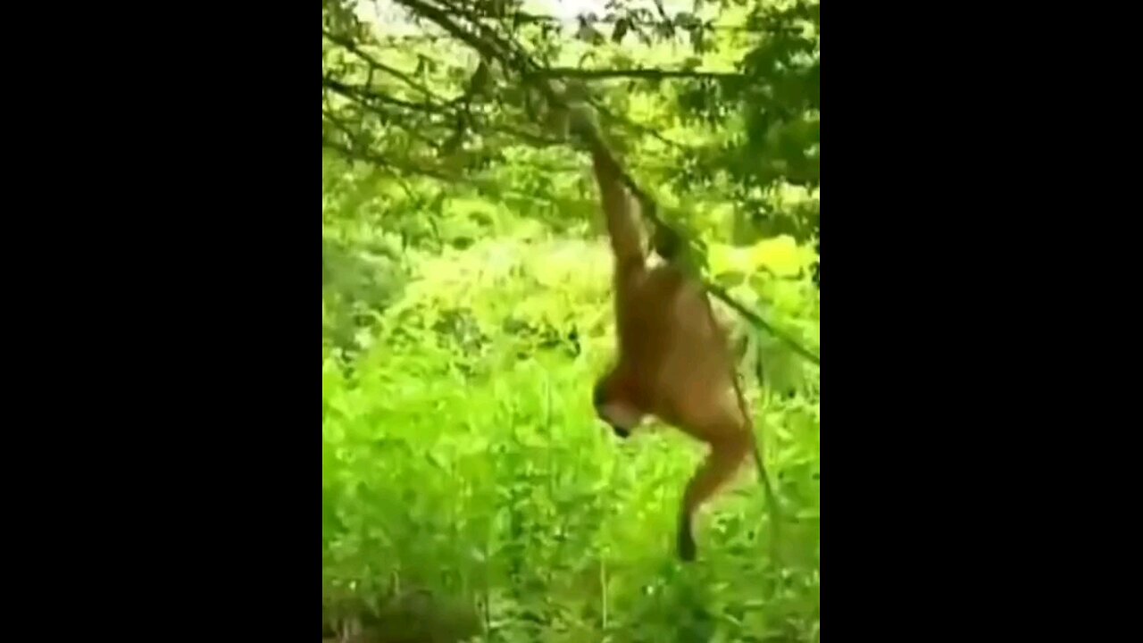 monkey funny