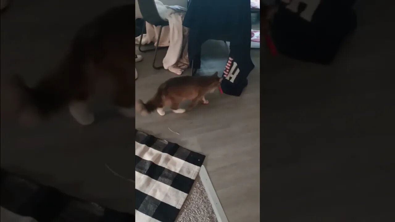 #cats #shorts #fyp #cat #reels #viral #funny 24