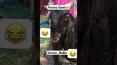 Funny Goat😂 #shorts