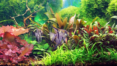 Biotope Aquariums Beautiful Aquascaper