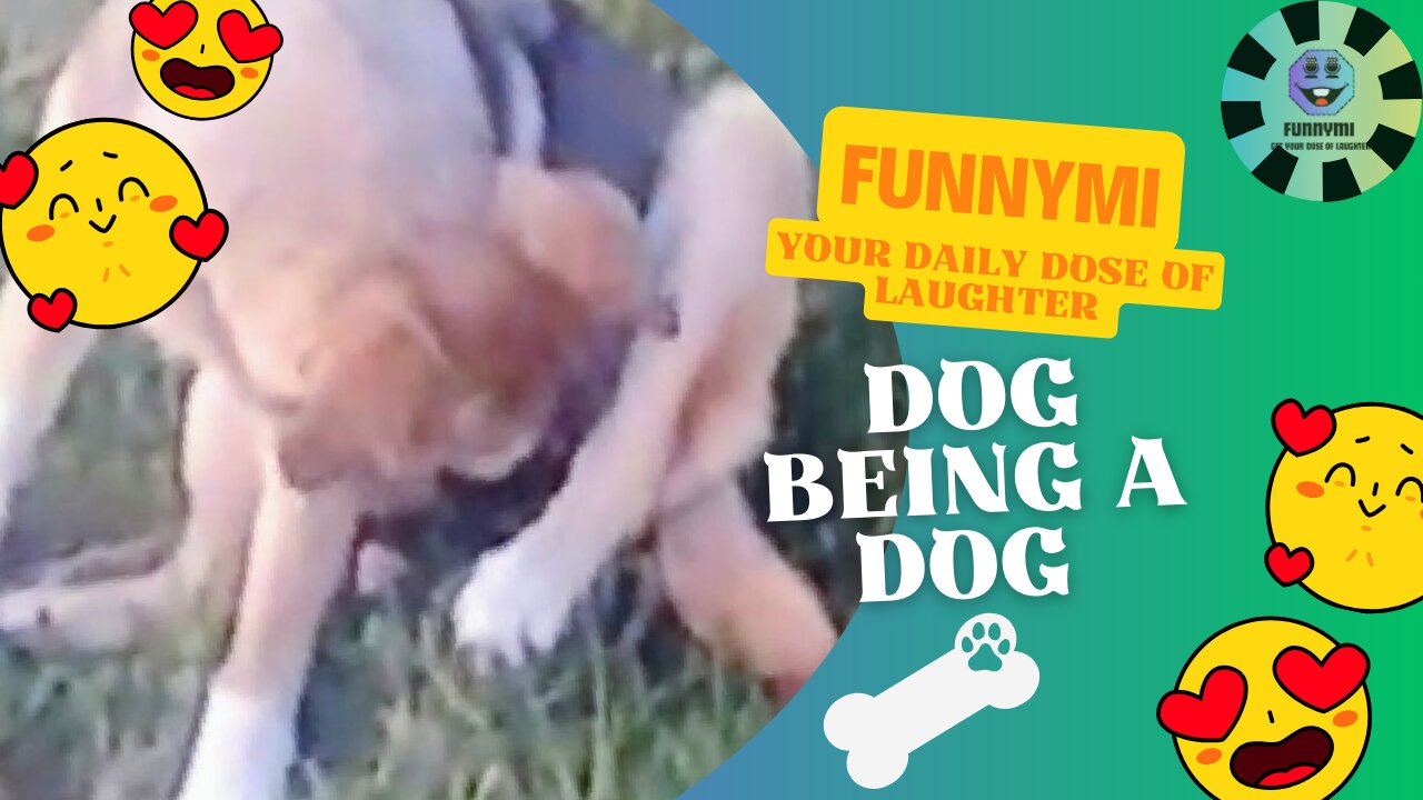 Funny Dog just being a Dog doing Doggy Stuff 😂🐕😂