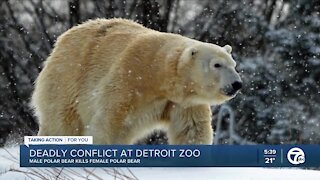 Zookeepers look to learn from polar bears fatal conflict; No signs they were ready to mate