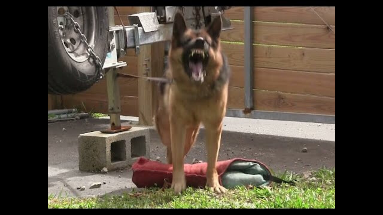 🐶 Guard Dog Training Step by Step