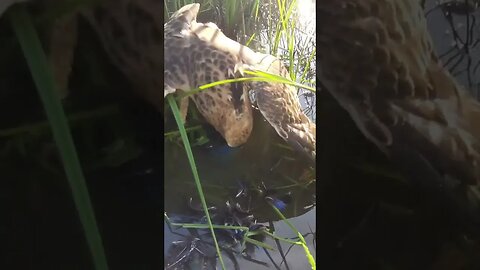 Aguia ataca e devora frango d'agua
