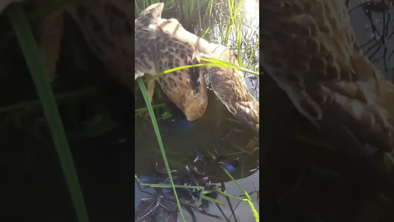 Aguia ataca e devora frango d'agua