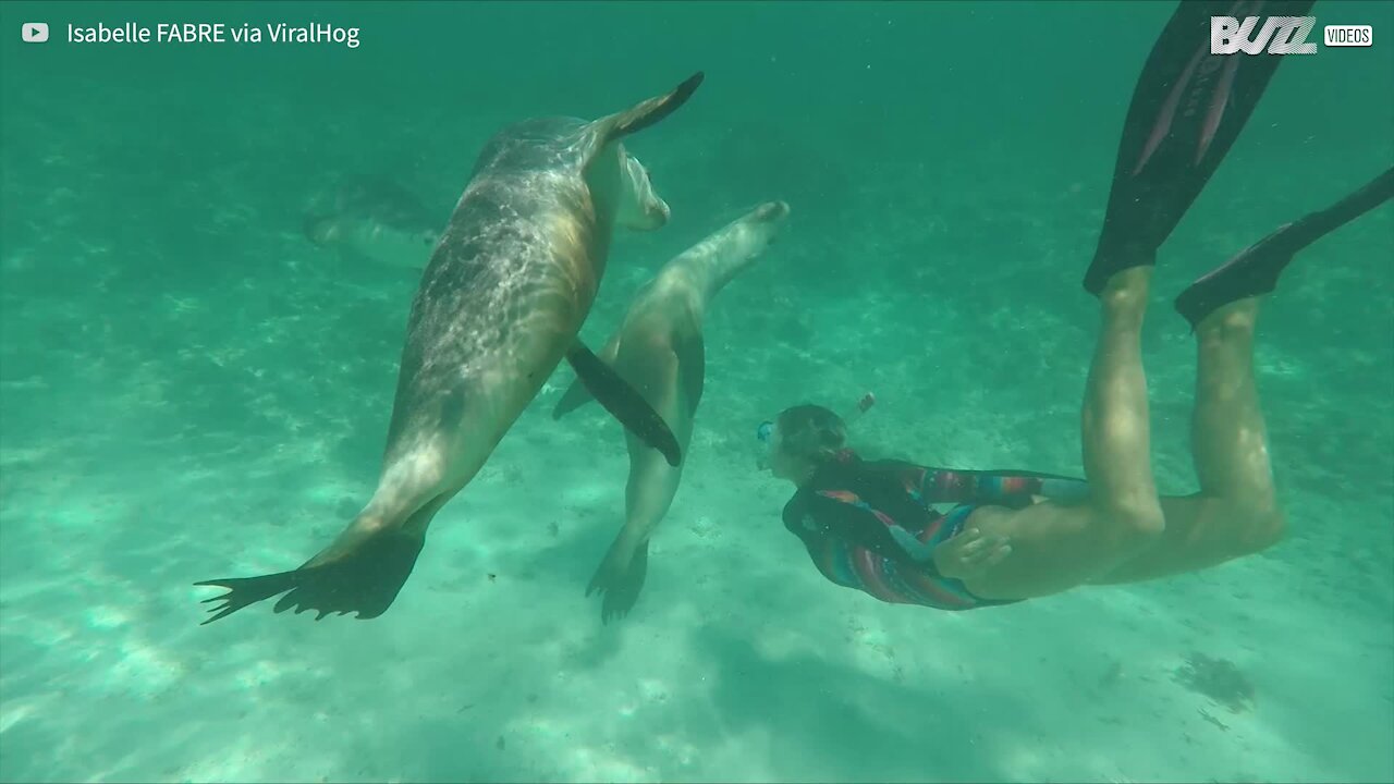 Ces lions de mer s'amusent avec une plongeuse