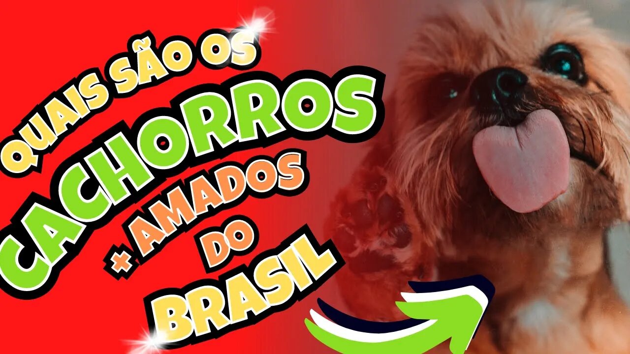 QUAIS SÃO OS CACHORROS MAIS AMADOS DO BRASIL