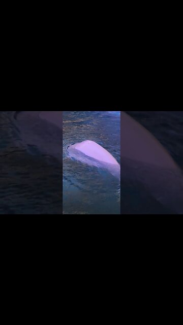 My Kinda Animal Gotta Love Some Beluga Whales