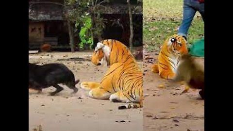 Wow Nice Dog!!! Fake Tiger Prank Dog Run So Funny Try To Stop Laugh