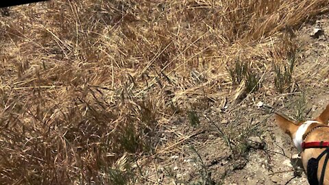 Hiking Thunderbird Trail in Yucaipa