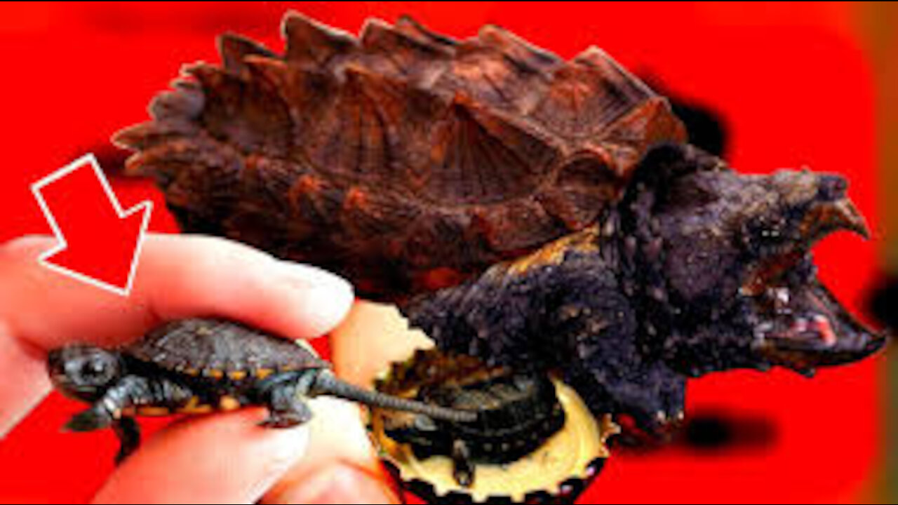 Turtles can be cute too.