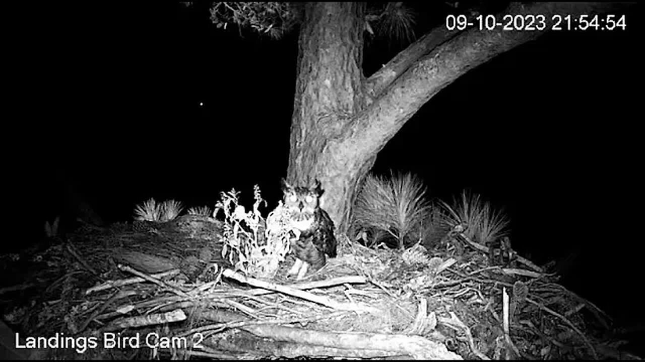 Great Horned Owls Visit Nest-Cam Two 🦉 09/10/23 21:49