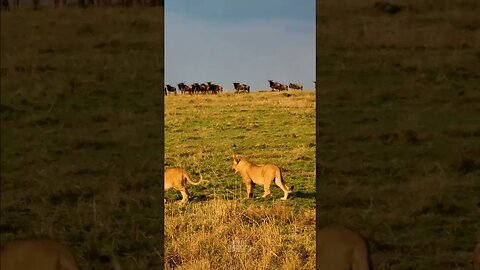 Lions Walk Past A Gnu Herd #shorts | #ShortsAfrica