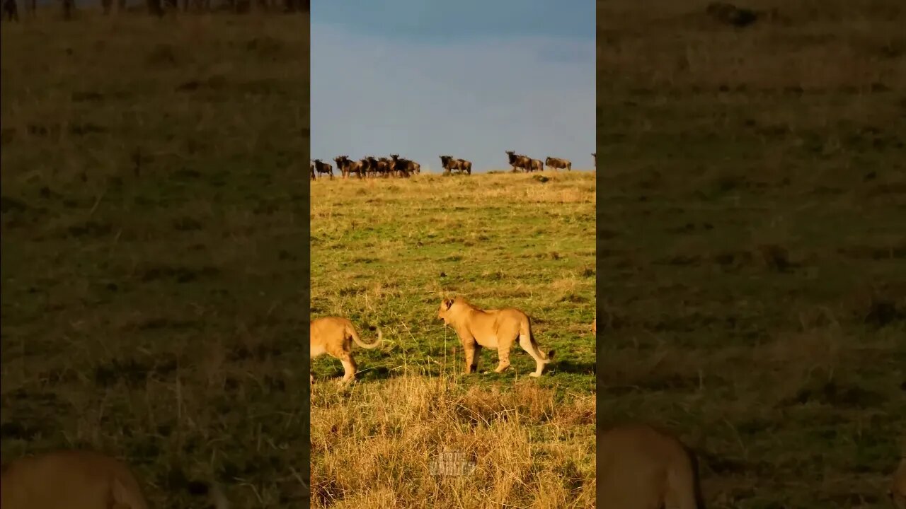 Lions Walk Past A Gnu Herd #shorts | #ShortsAfrica