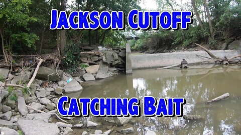 Jackson Cutoff Creek Minnows
