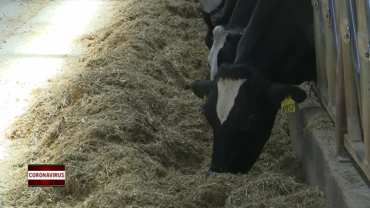 Kewaunee 4-H members continue projects during coronavirus outbreak