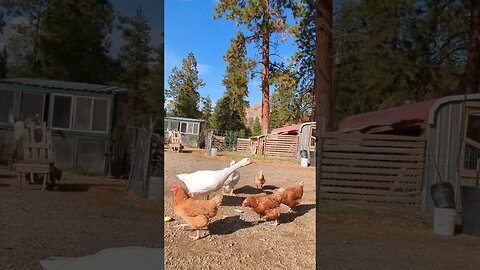 #homesteading #geese #farmlife