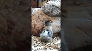 The secret lives of baby sebright chicks