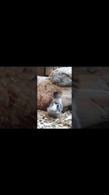 The secret lives of baby sebright chicks