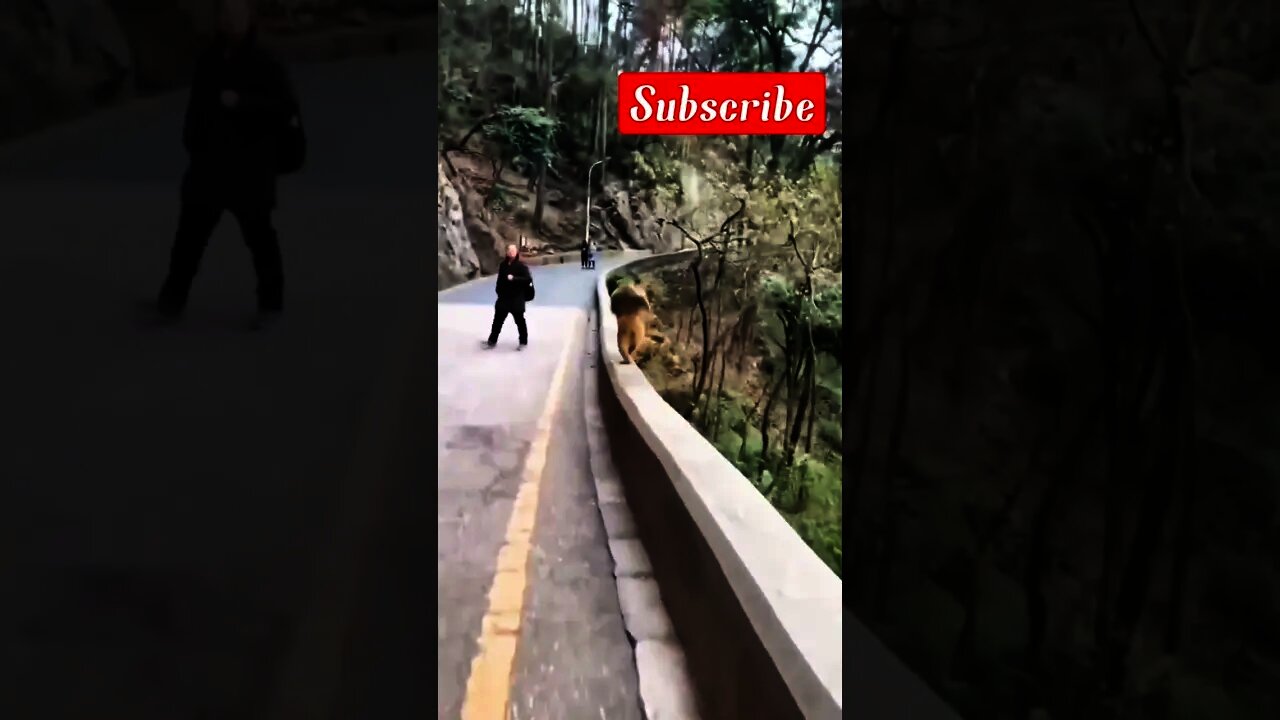 2022 best crazy monkey|2022 best crazy monkey short video|funny animal videos|tik tok|money 2022,