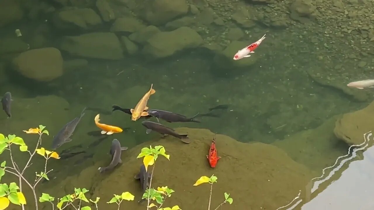 1 miniute of watching some beautiful Koi swimming. 2023-11-16 Sasebo Japan #shorts