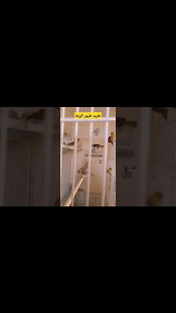 طيور الزينة روعة