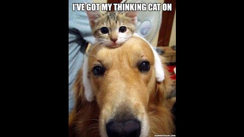 The funniest Dogs dogs and Cats cats-amazing funny videos of the life of Pets