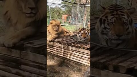 Tigre e Leão Juntos Descansando #shorts