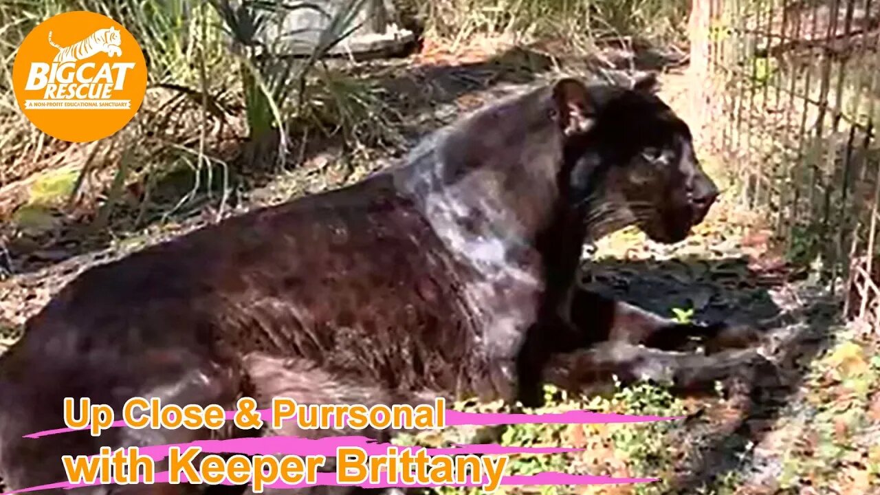 Big Cat Rescue LIVE Q&A with Brittany at Big Cat Rescue 12 19 2022