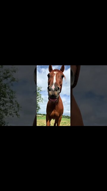 My BF Wrote My Horse His Own Theme Song