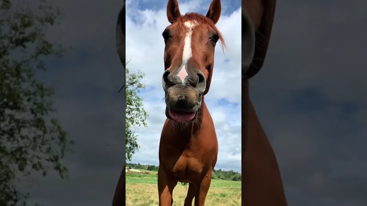 My BF Wrote My Horse His Own Theme Song