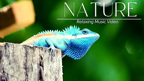 Relaxing Beautiful Stress Relief-Soothing Music With Nature Sound & Calm The Mind #relaxingmusic