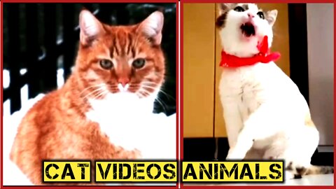 Cat videos🐈 🐈2022 ||fanny cat videos Animals video || cat videos fanny 2022 ||