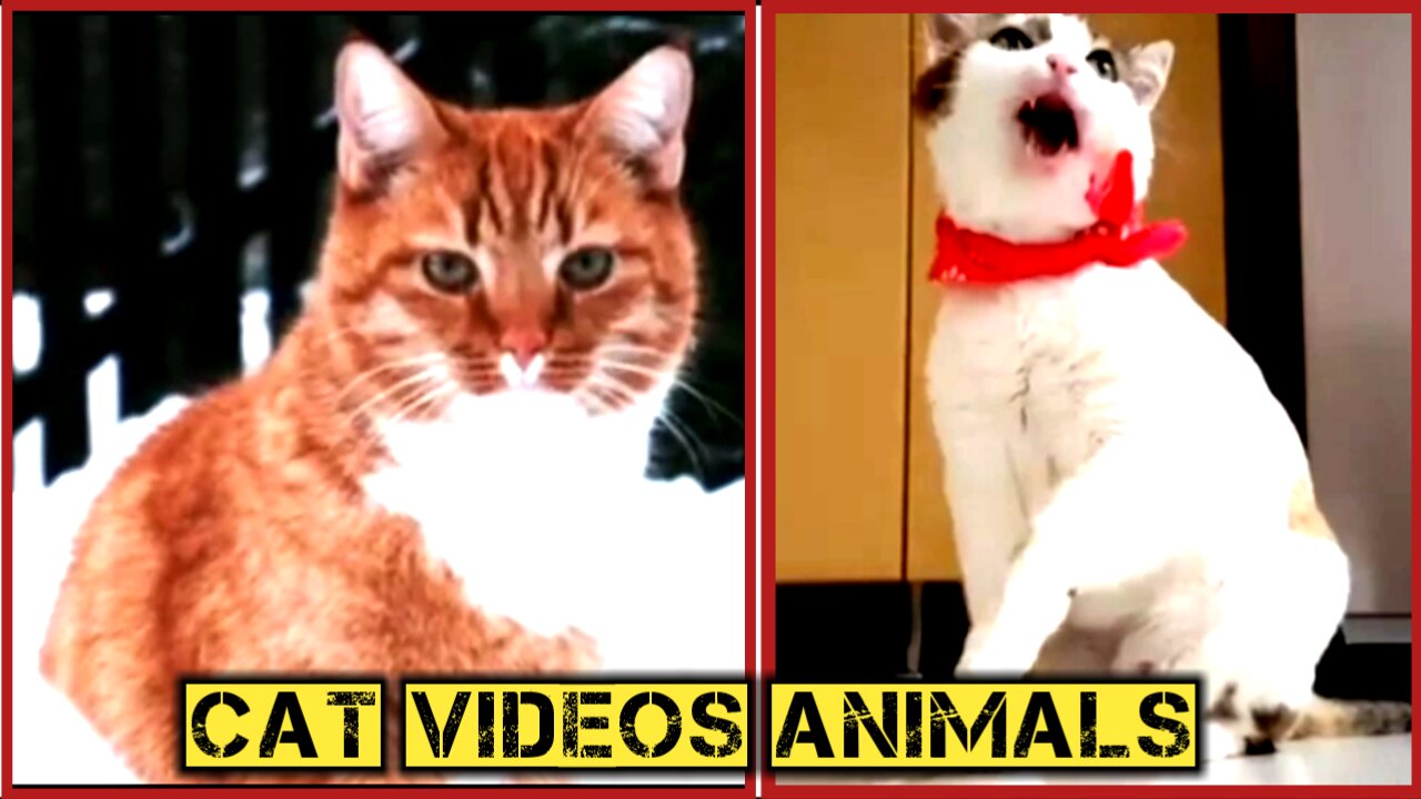 Cat videos🐈 🐈2022 ||fanny cat videos Animals video || cat videos fanny 2022 ||