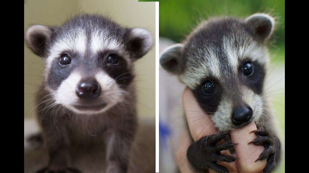 Funniest Baby Raccoons