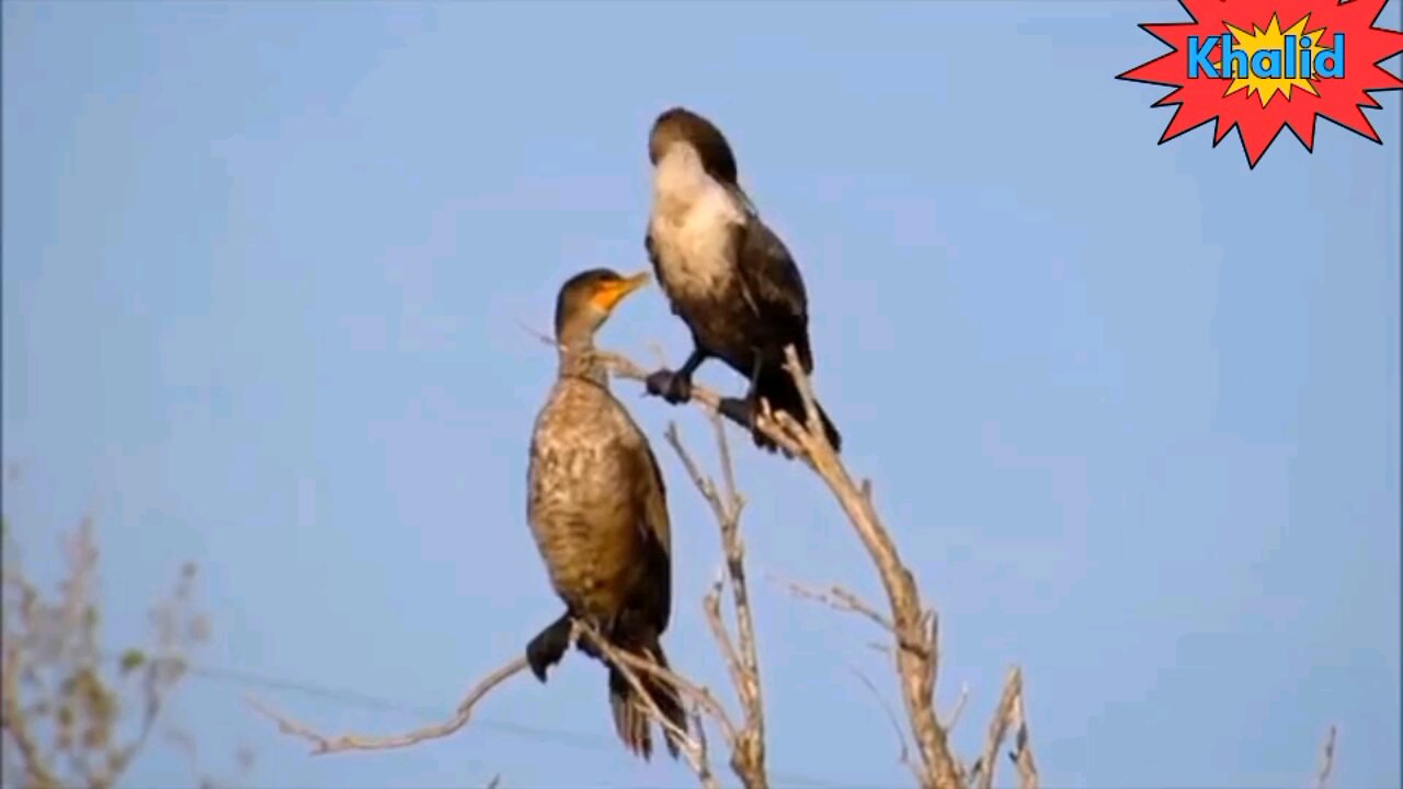 The most beautiful songs of birds