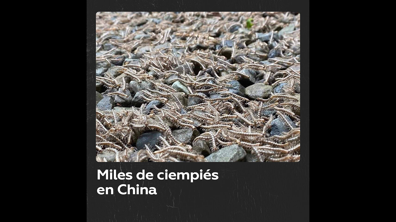 Migración masiva de ciempiés en Taiwán despierta temores de sismo