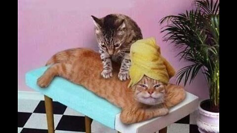 Cute Cats and Funny Dogs videos compilation